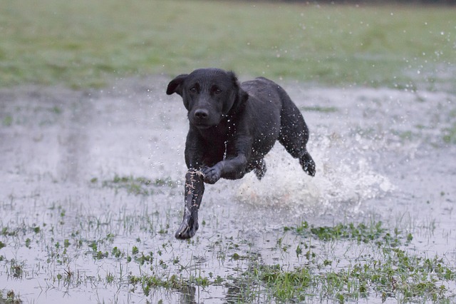 Black labrador dog running through field