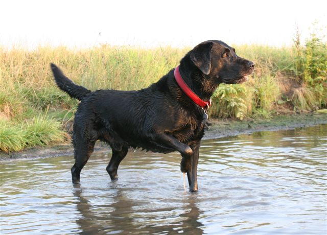 Black labrador in water