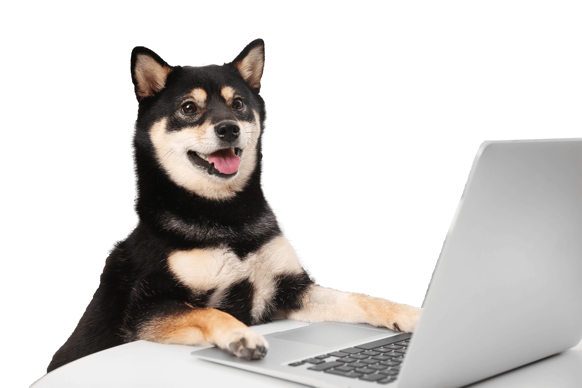Shiba Inu dog in front of laptop